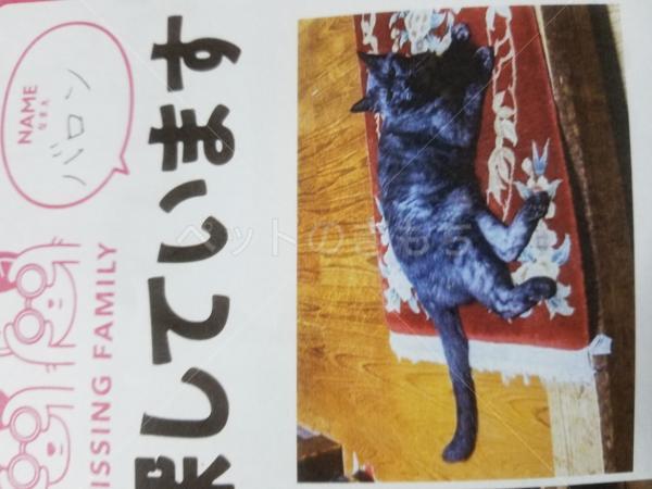 迷子猫の画像