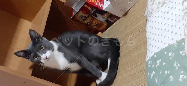 迷子猫の画像
