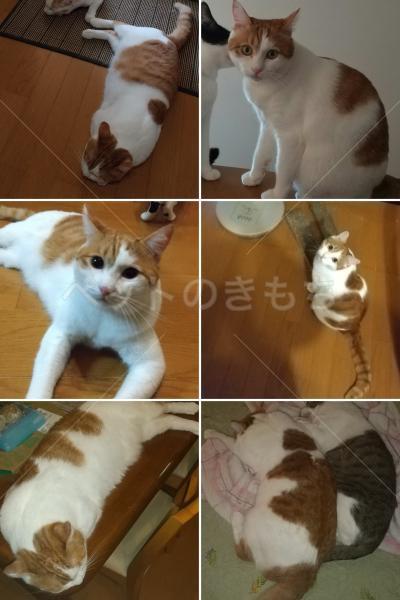 迷子猫の画像