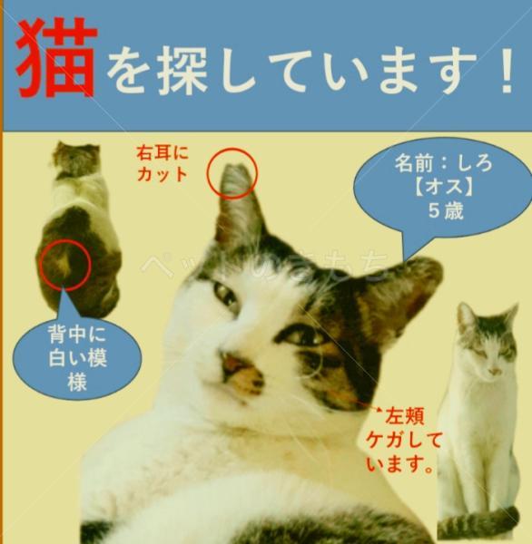 迷子猫の画像