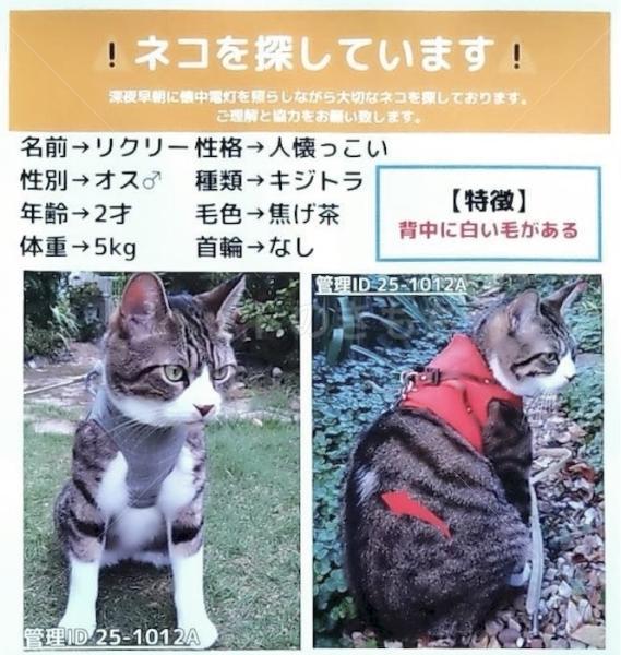 迷子猫の画像