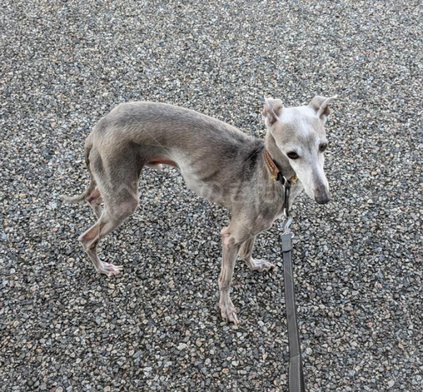 迷子犬の画像