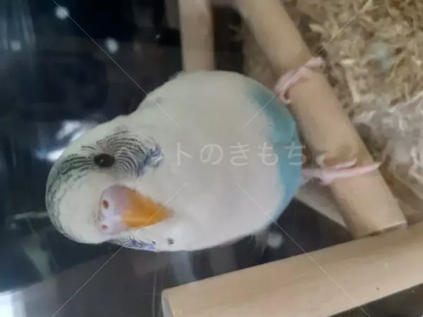 迷子鳥の画像