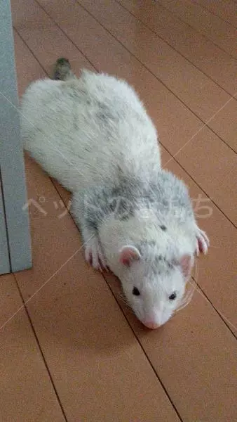 迷子ペットの画像