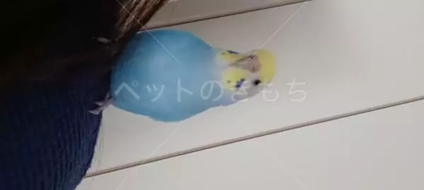 迷子鳥の画像