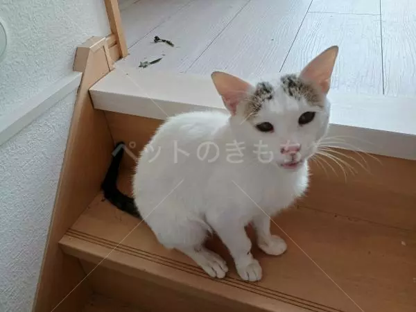 迷子猫の画像