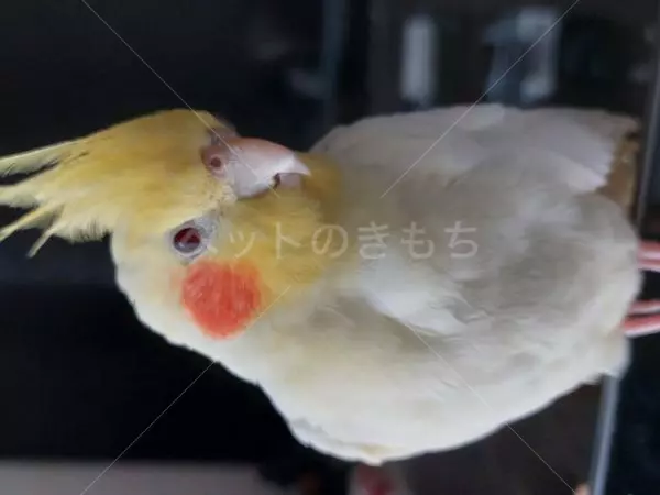 迷子鳥の画像
