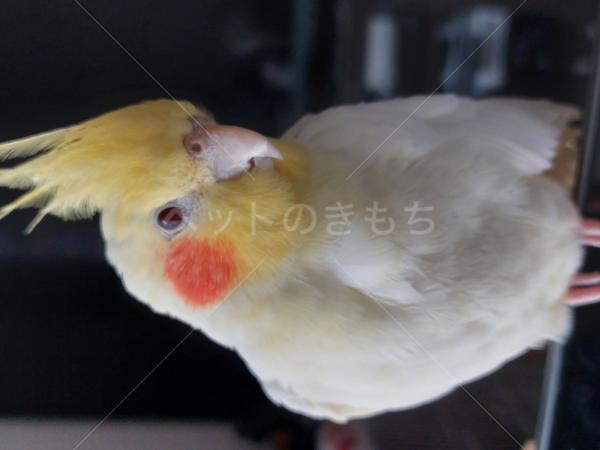 迷子鳥の画像