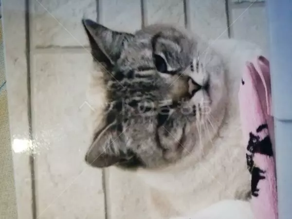 迷子猫の画像