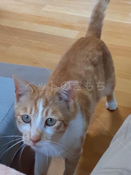 保護猫の画像