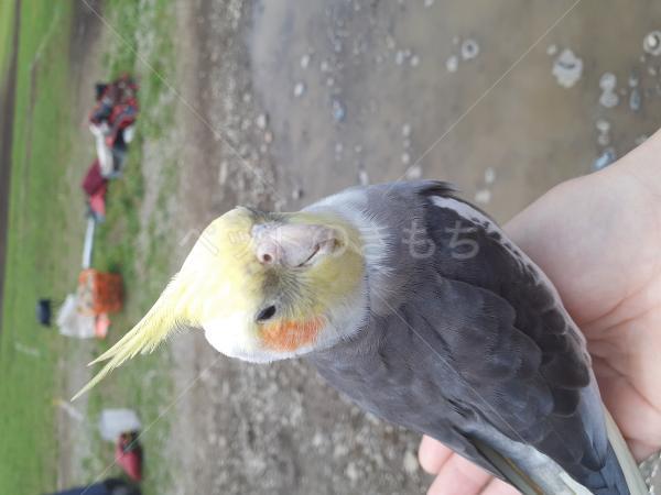保護鳥の画像