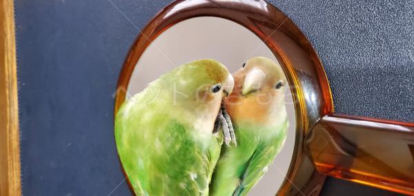 迷子鳥の画像
