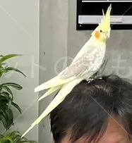 保護鳥の画像