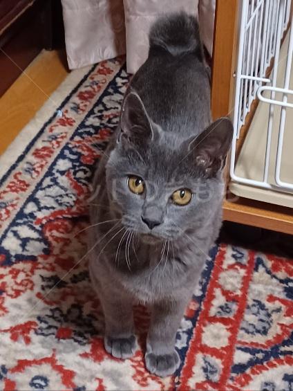 迷子猫の画像