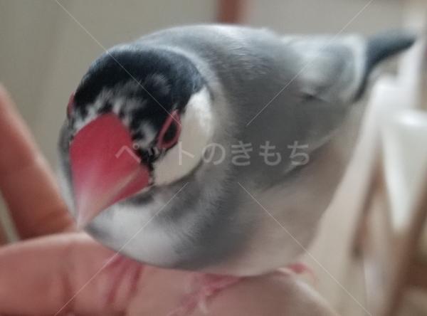 迷子鳥の画像