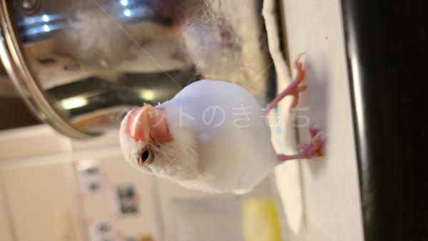 迷子鳥の画像
