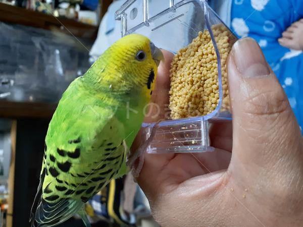 迷子鳥の画像