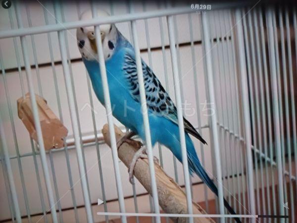 迷子鳥の画像