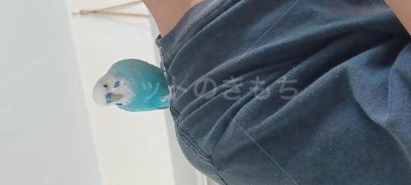 迷子鳥の画像