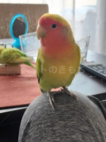 迷子鳥の画像