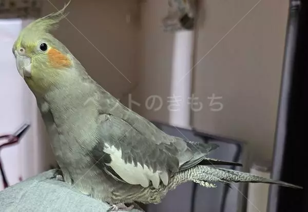 迷子鳥の画像