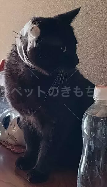 迷子猫の画像