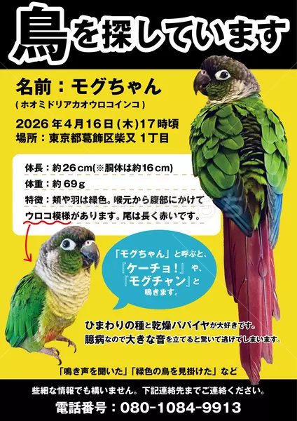 迷子鳥の画像
