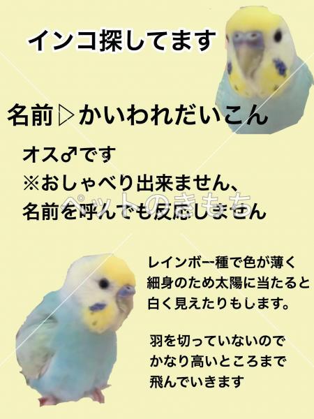 迷い鳥の写真