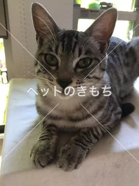 迷子猫の画像