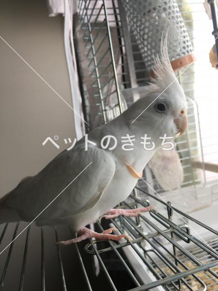 迷子鳥の画像