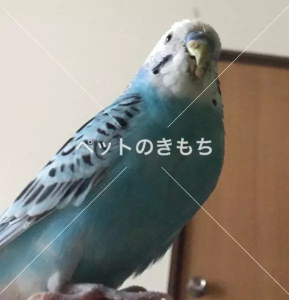 迷子鳥の画像