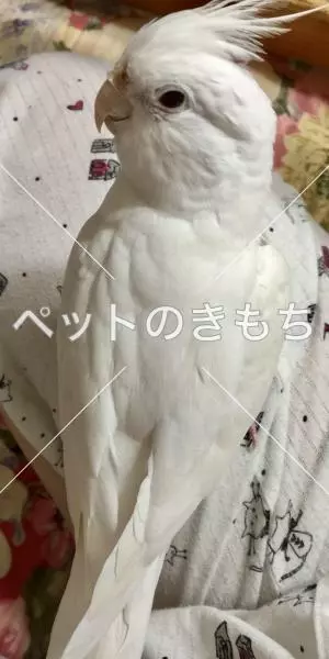 迷子鳥の画像