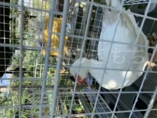 コメントの画像