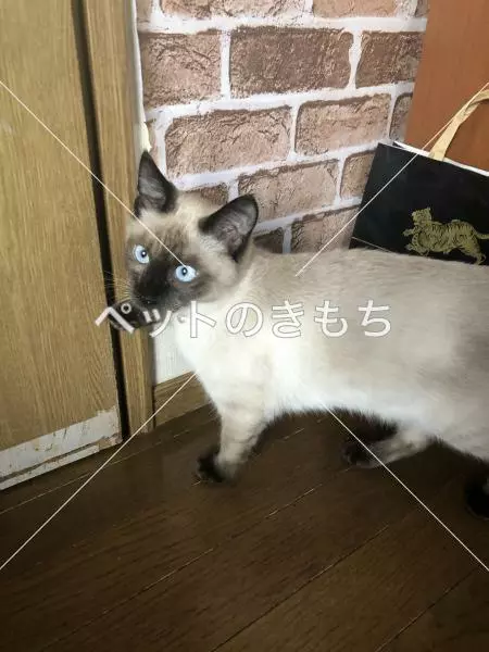 迷子猫の画像