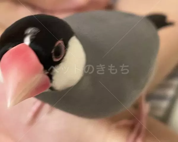 迷子鳥の画像