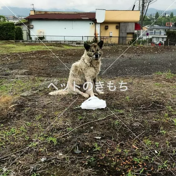 コメント投稿の画像