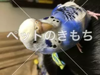 迷子鳥の画像