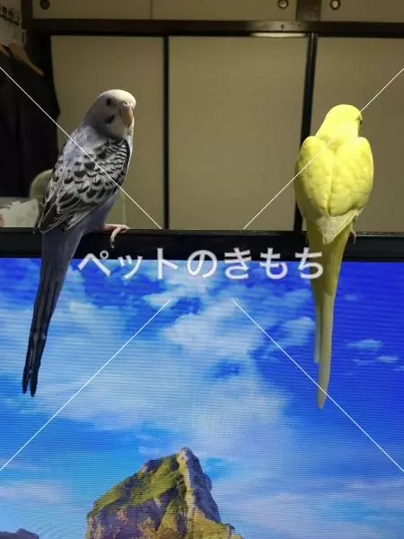 迷子鳥の画像