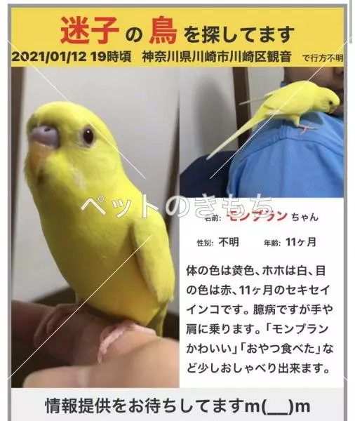 迷子鳥の画像