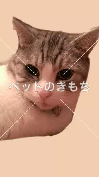 迷子猫の画像