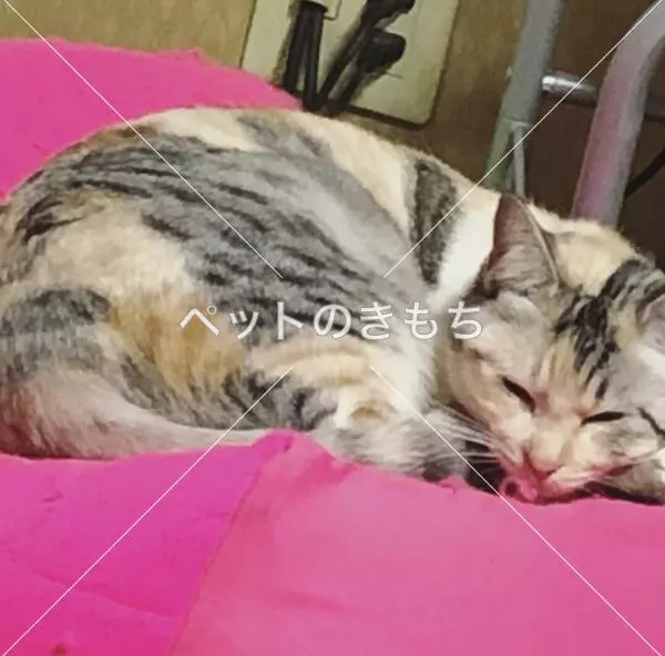 コメント投稿の画像