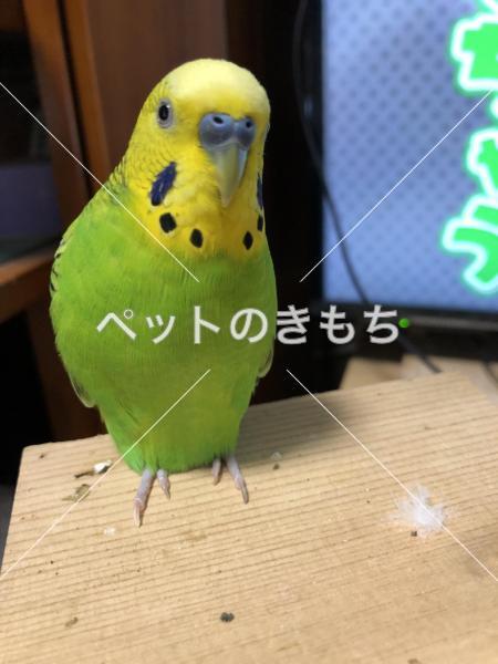 迷子鳥の画像