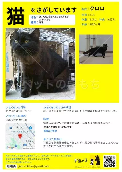 迷子猫の画像