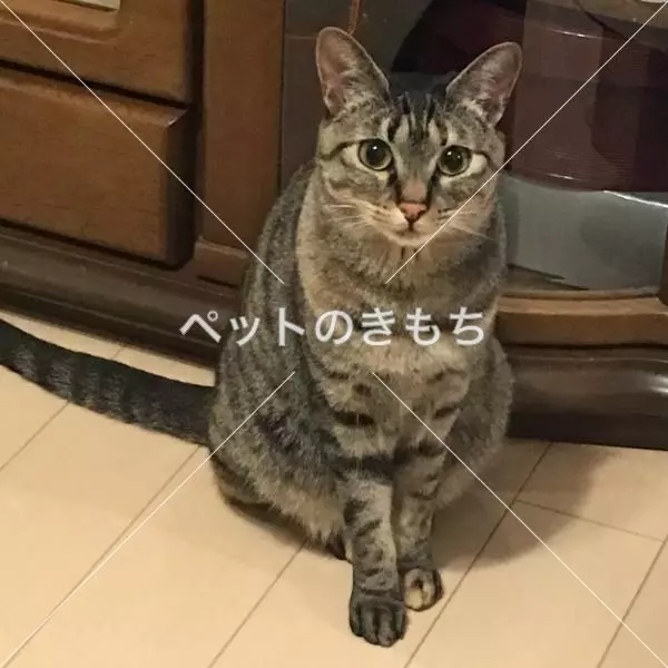 迷子猫の画像