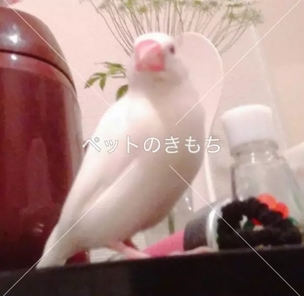 迷子鳥の画像