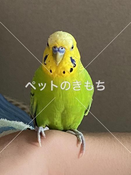 迷子鳥の画像