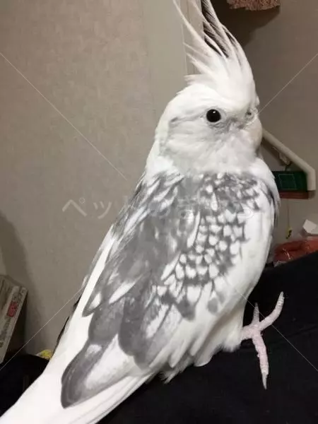 迷子鳥の画像