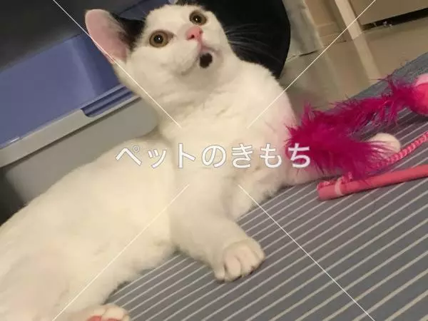 迷子猫の画像