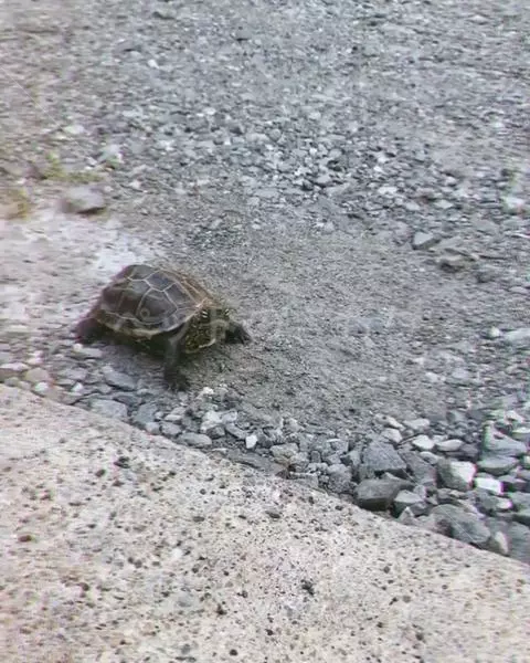 迷子ペットの画像