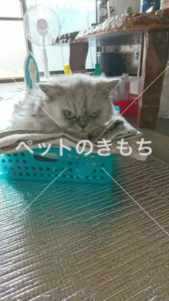 迷子猫の画像